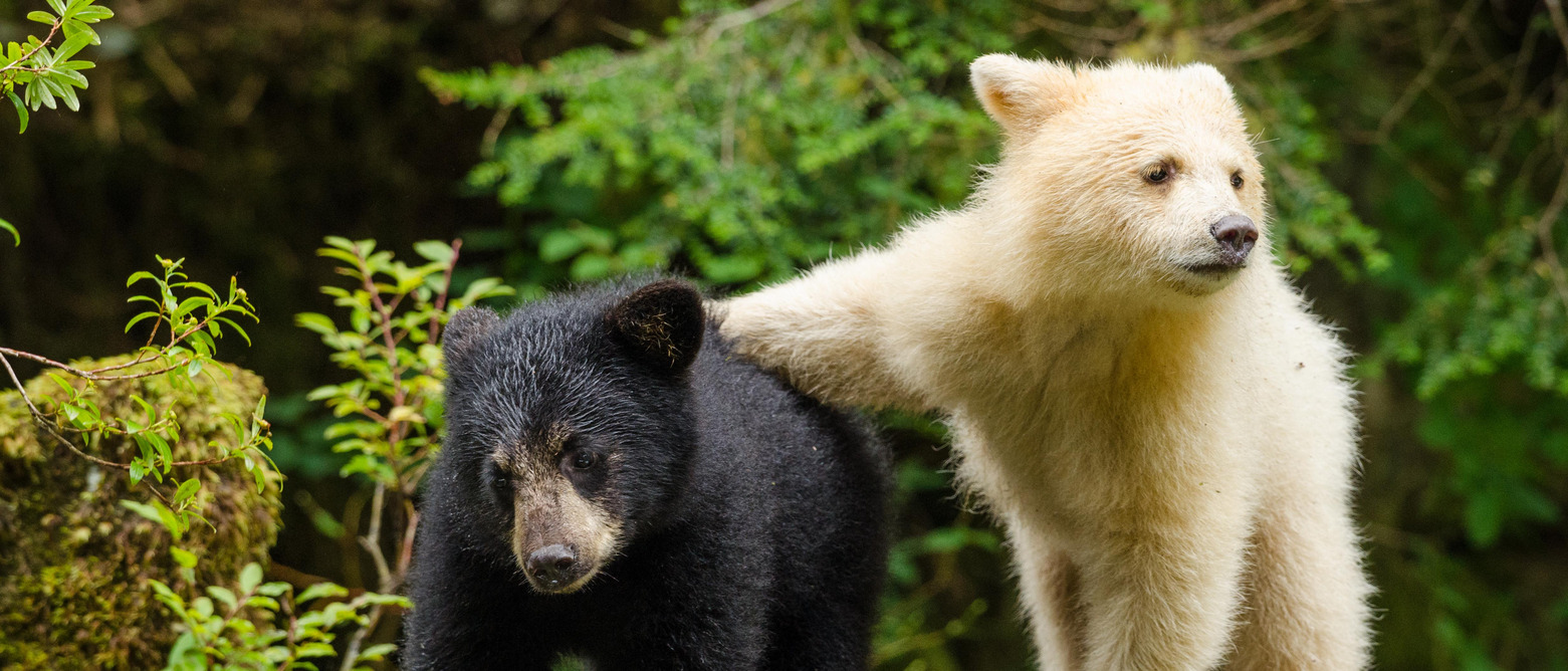 Great Bear Rainforest 3D