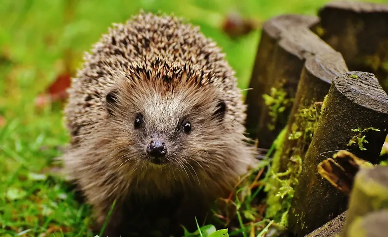 Mit dem Igel auf verborgenen Pfaden – Familienexkursion